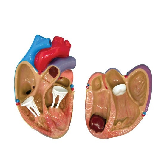 3 Piece Mini Heart Anatomy Models Set