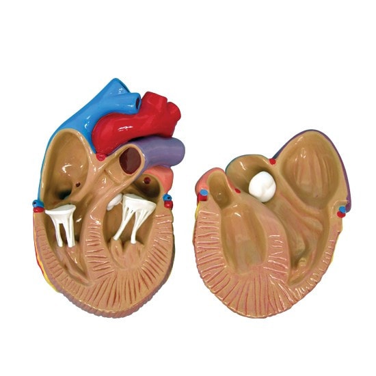 3 Piece Mini Heart Anatomy Models Set