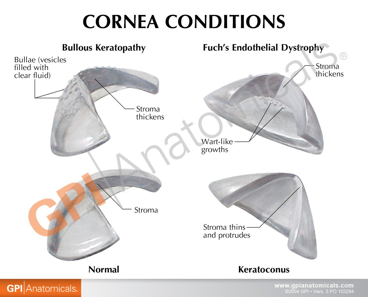 Cornea Cross Section Eye Anatomy Model