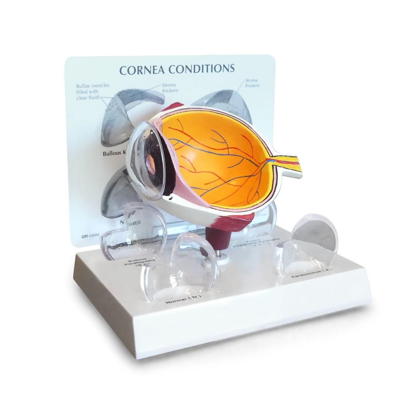 Cornea Cross Section Eye Anatomy Model