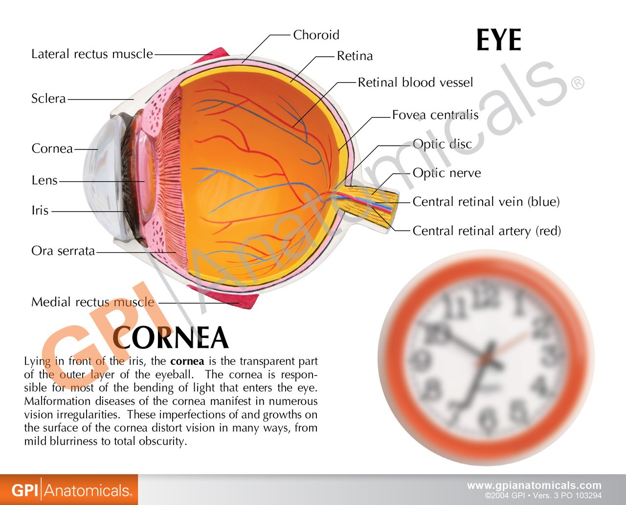 Cornea Cross Section Eye Anatomy Model