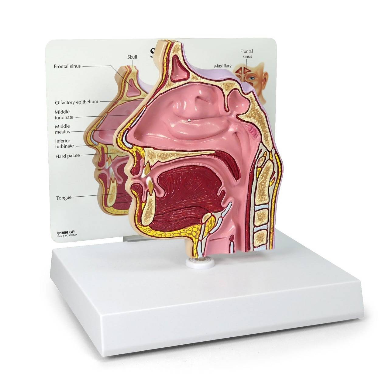 Basic Sinus Anatomy Model