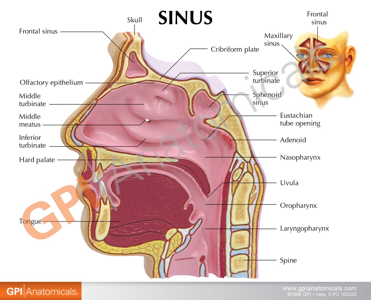 Basic Sinus Anatomy Model