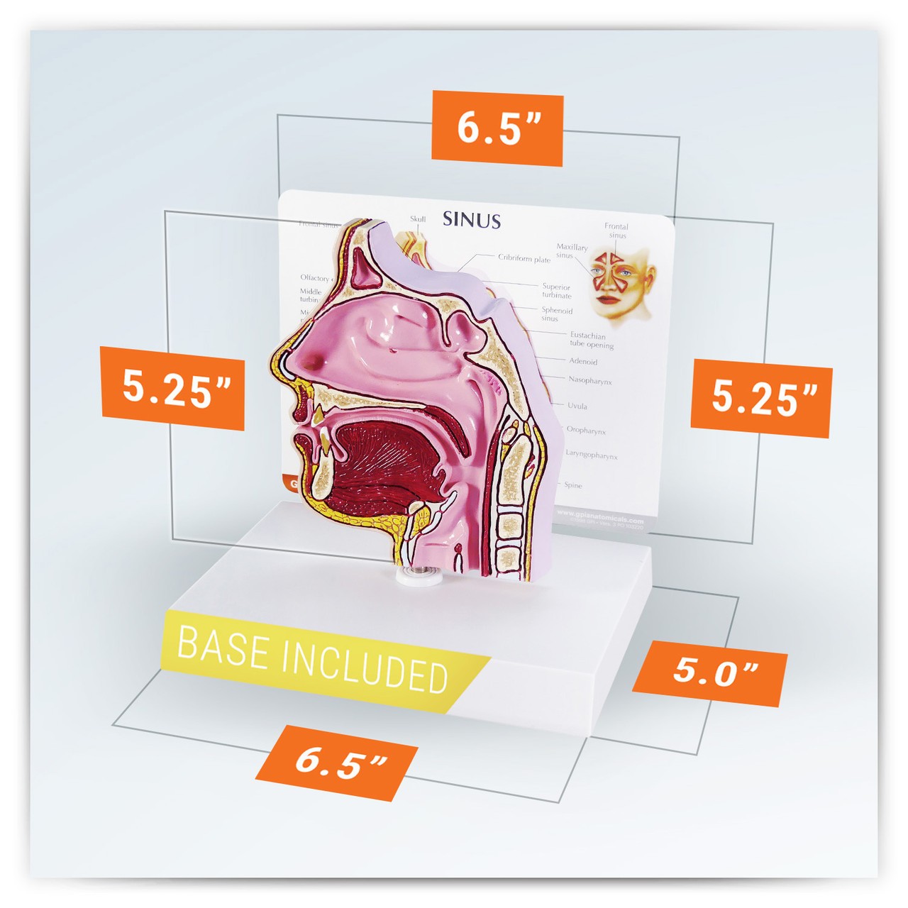 Basic Sinus Anatomy Model