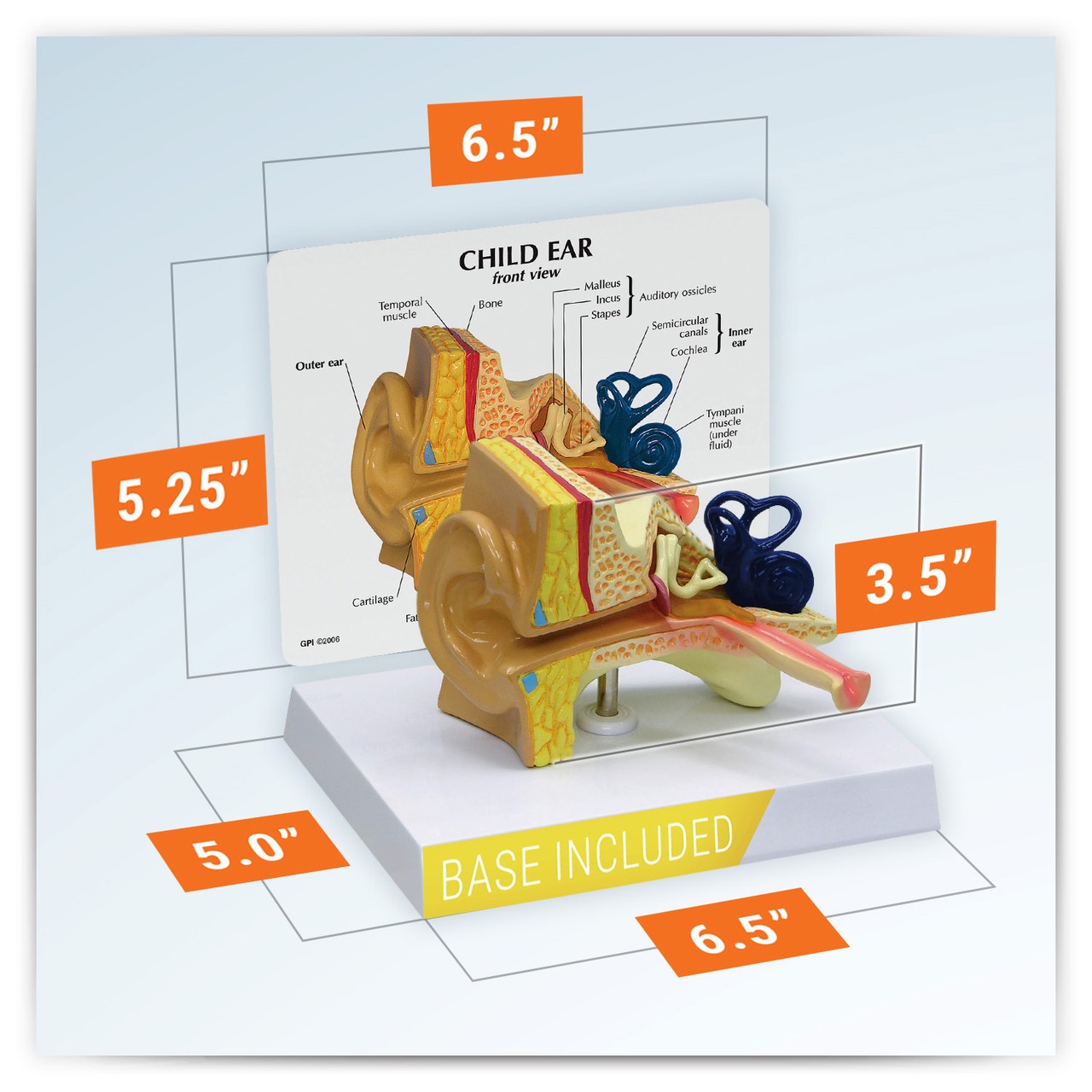 Child Ear Anatomy Model