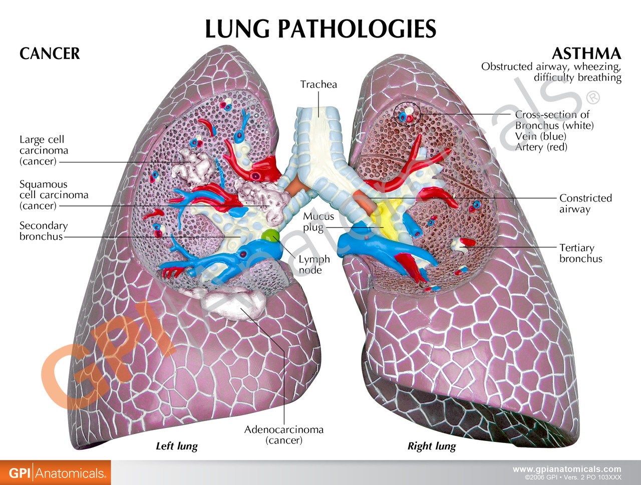 Healthy lung anatomy education card