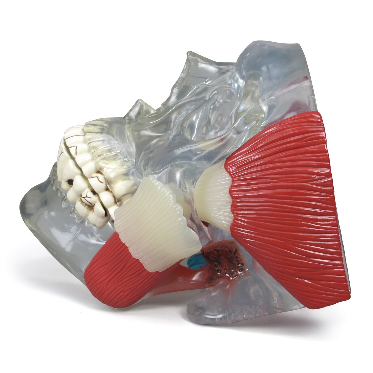 TMJ Clear Skull Anatomy Model - pathology anatomy