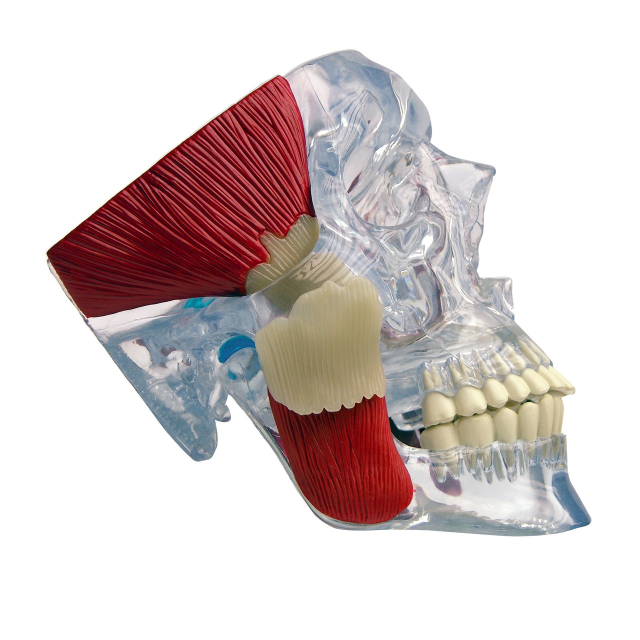TMJ Clear Skull Anatomy Model - normal anatomy