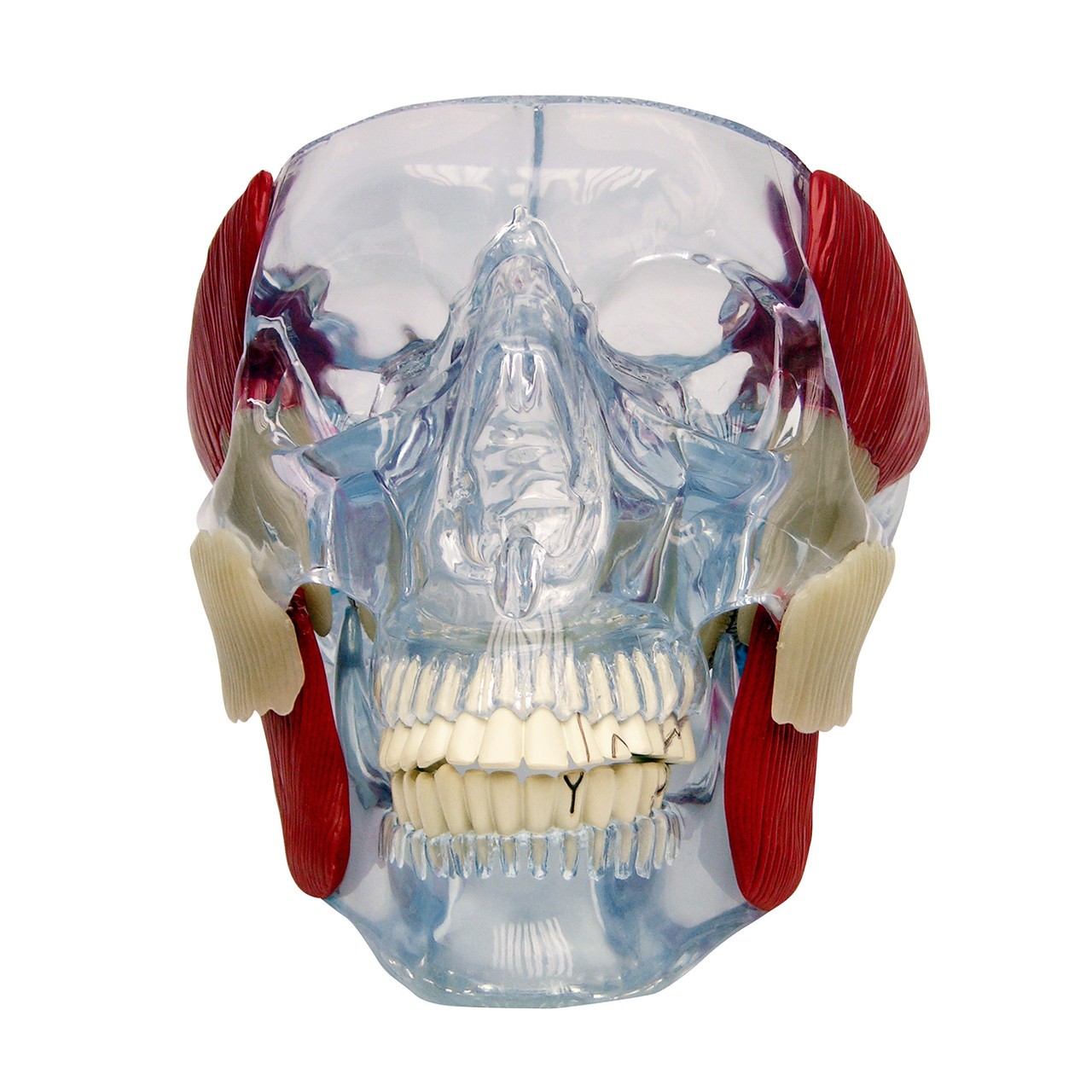 TMJ Clear Skull Anatomy Model