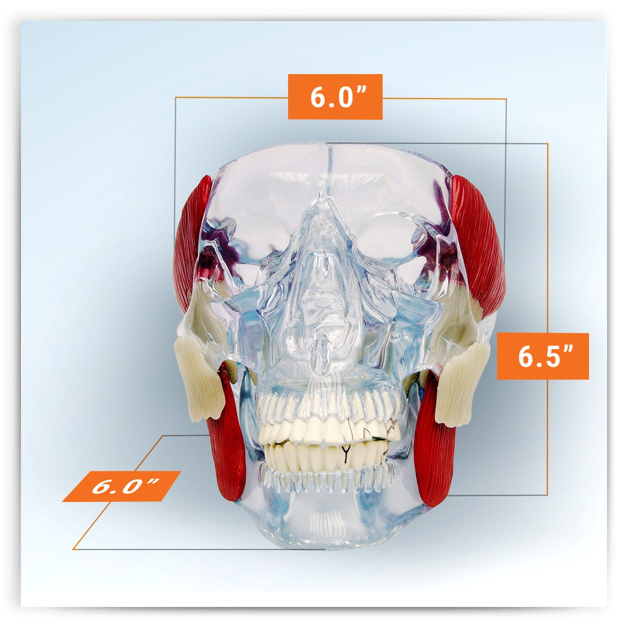 TMJ Clear Skull Anatomy Model
