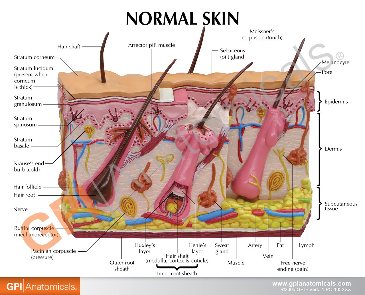 Skin Burn and Normal Skin Anatomy Model