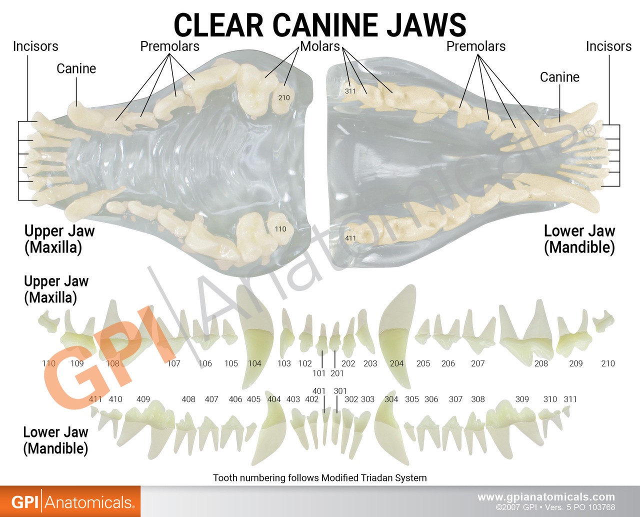 Canine Clear Jaw Anatomy Model Anatomical Diagram