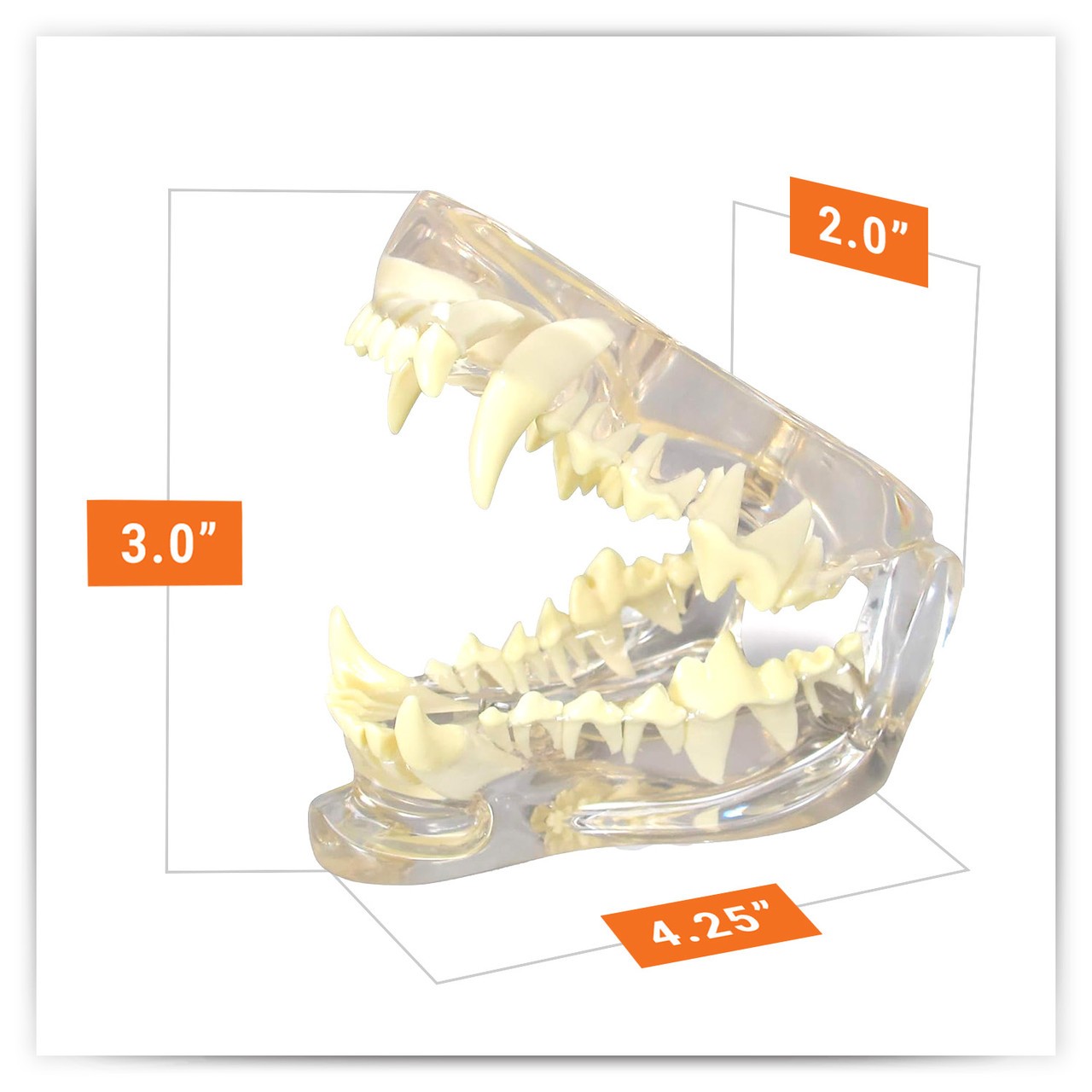 Canine Clear Jaw Anatomy Model