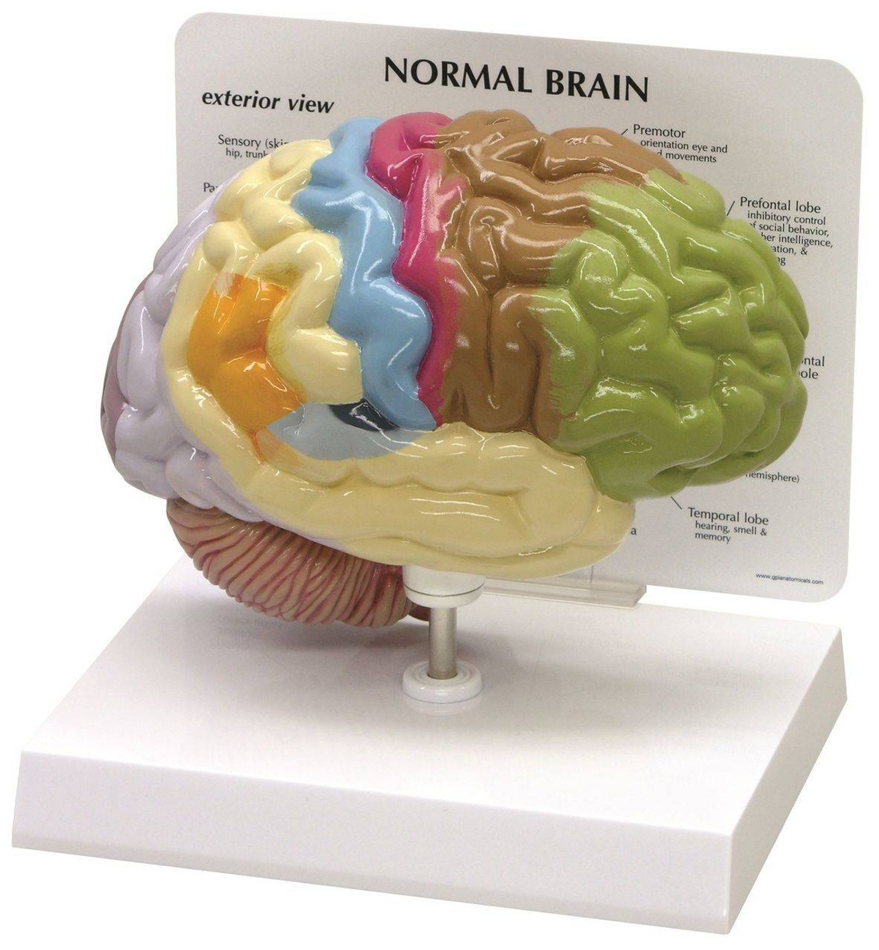 Half Brain Sensory and Motor Areas Anatomy Model