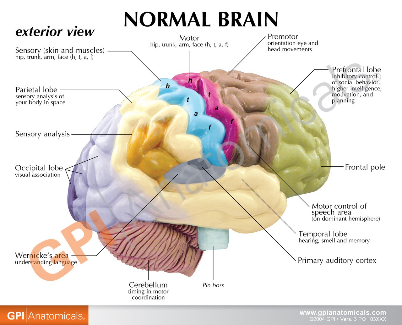 Half Brain Sensory and Motor Areas Anatomy Model
