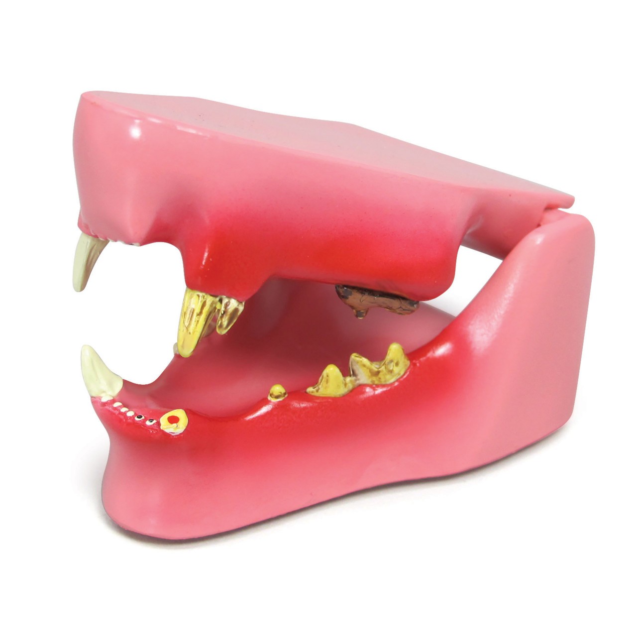 Feline Jaw Anatomy Model