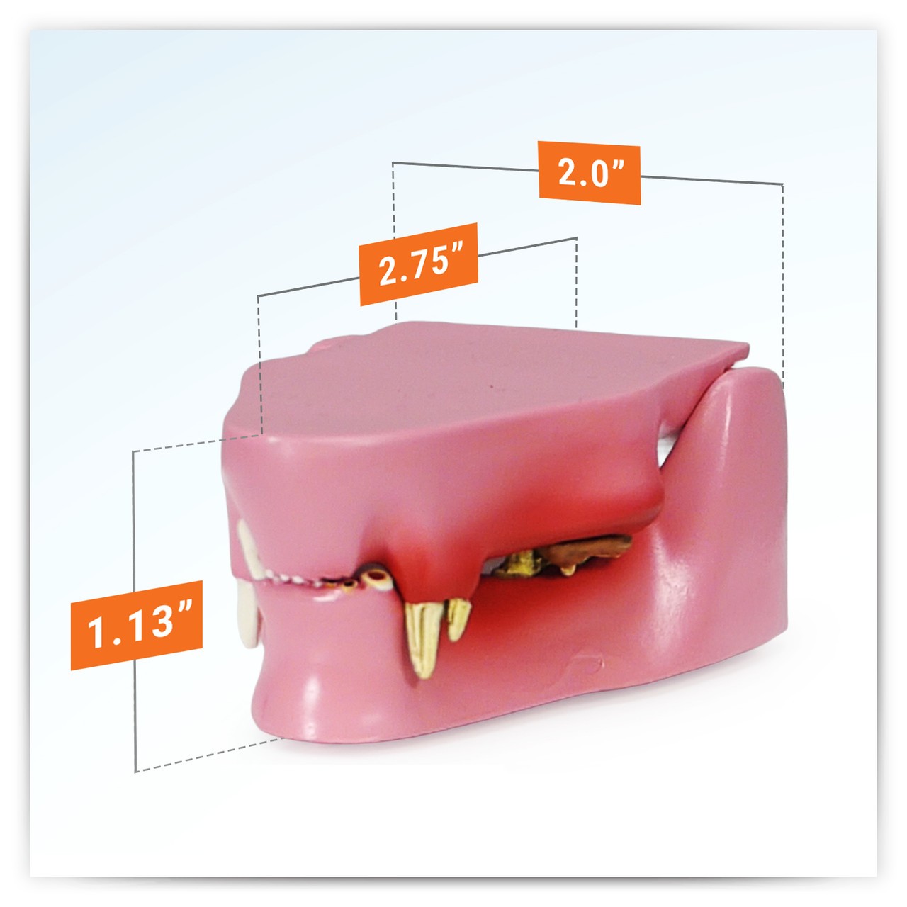 Feline Jaw Anatomy Model