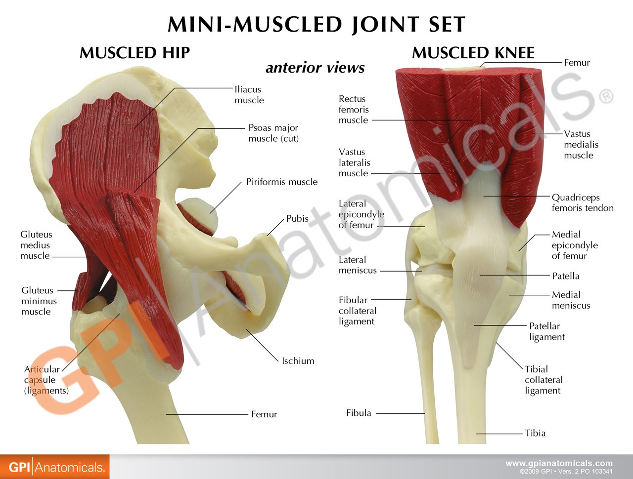 Mini-Muscled Joint Anatomy Model Set