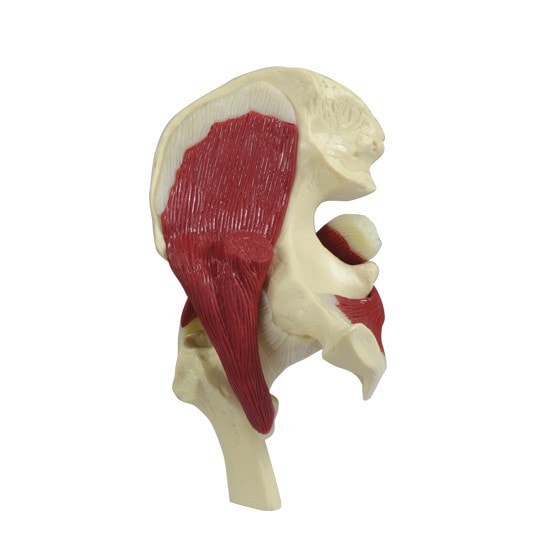 Mini-Muscled Joint Anatomy Model Set