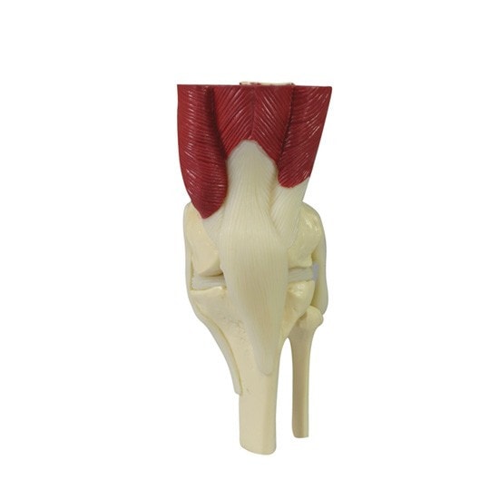 Mini-Muscled Joint Anatomy Model Set