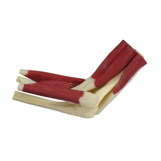 Mini-Muscled Joint Anatomy Model Set