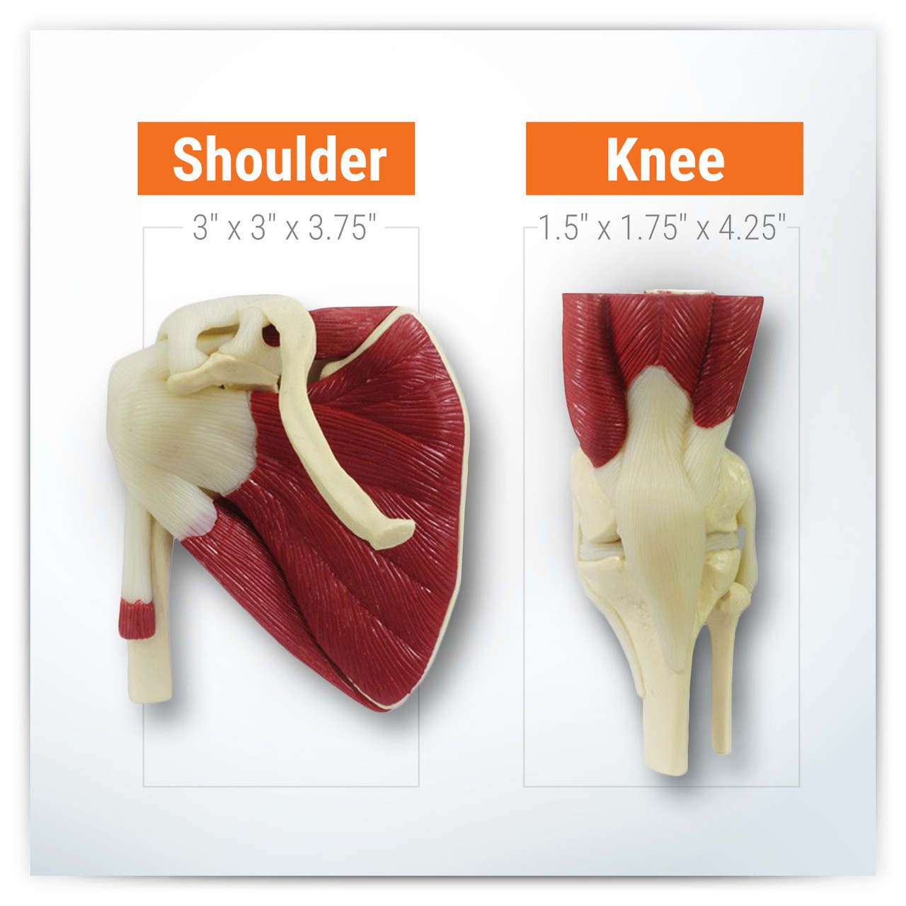 Mini-Muscled Joint Anatomy Model Set