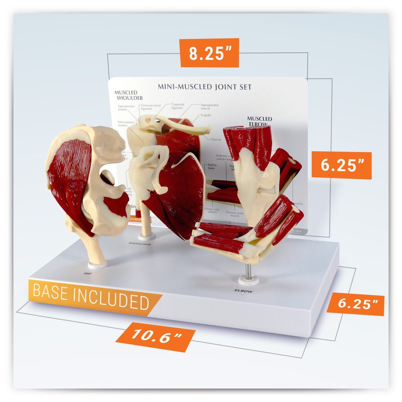 Mini-Muscled Joint Anatomy Model Set