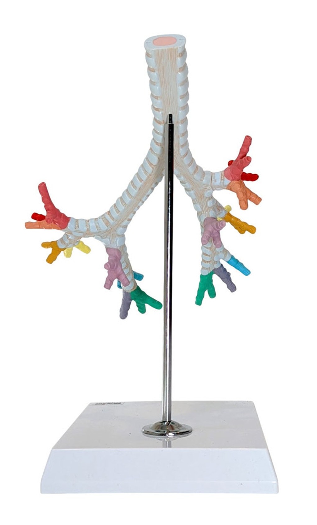 Axis Scientific Lung Anatomy Model Set