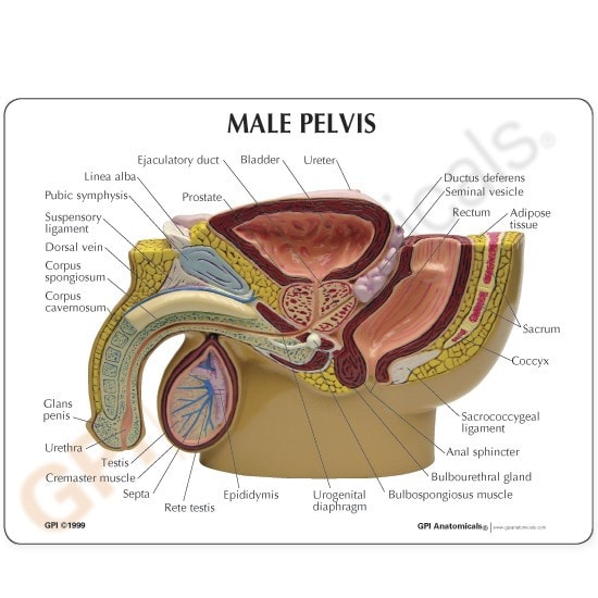 Male Pelvis Anatomy Model With Prostate Frame