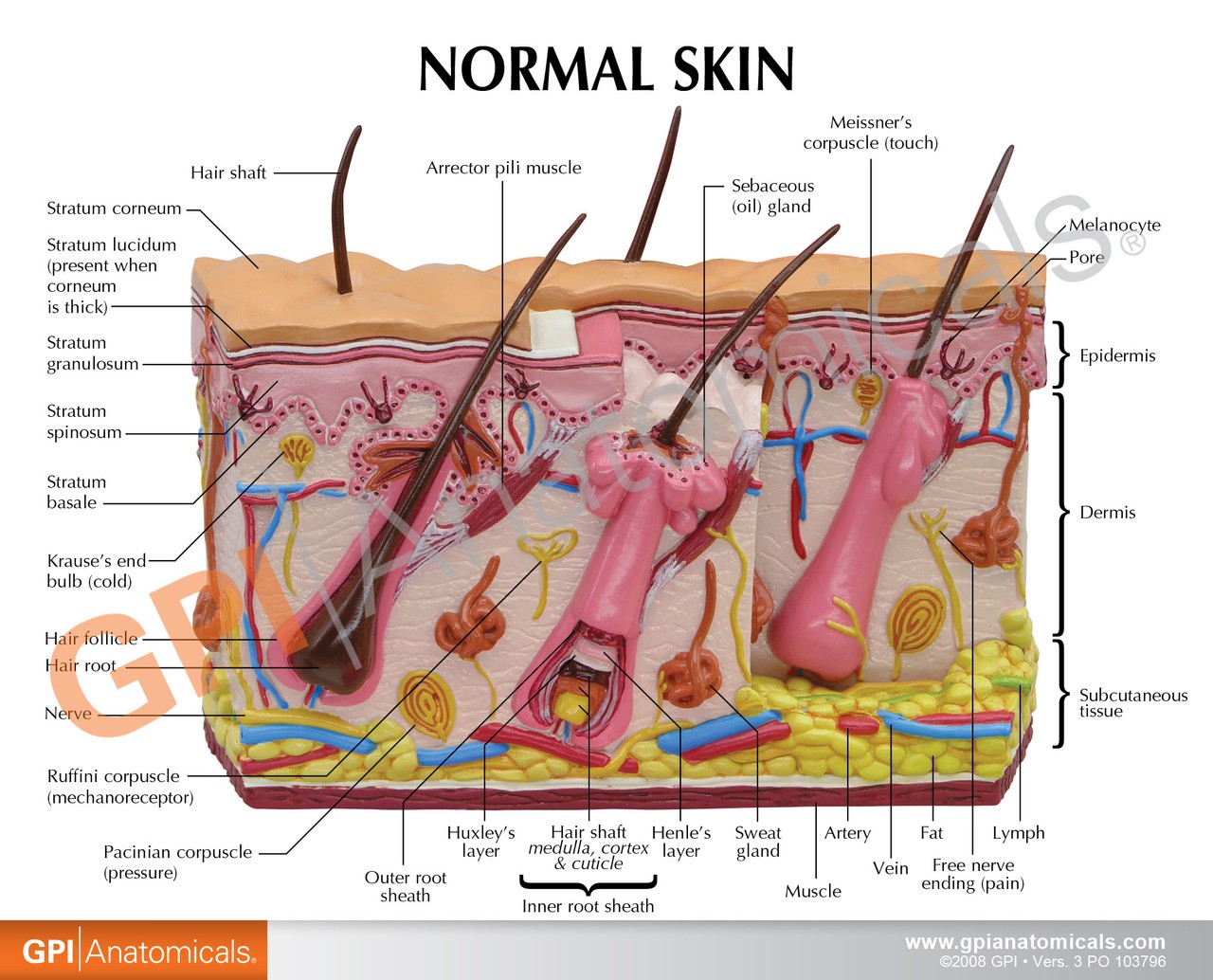 Skin Normal/Acne Anatomy Model