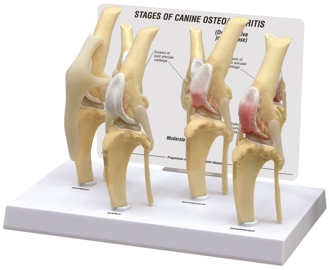 Canine 4-Stage Knee Anatomy Model