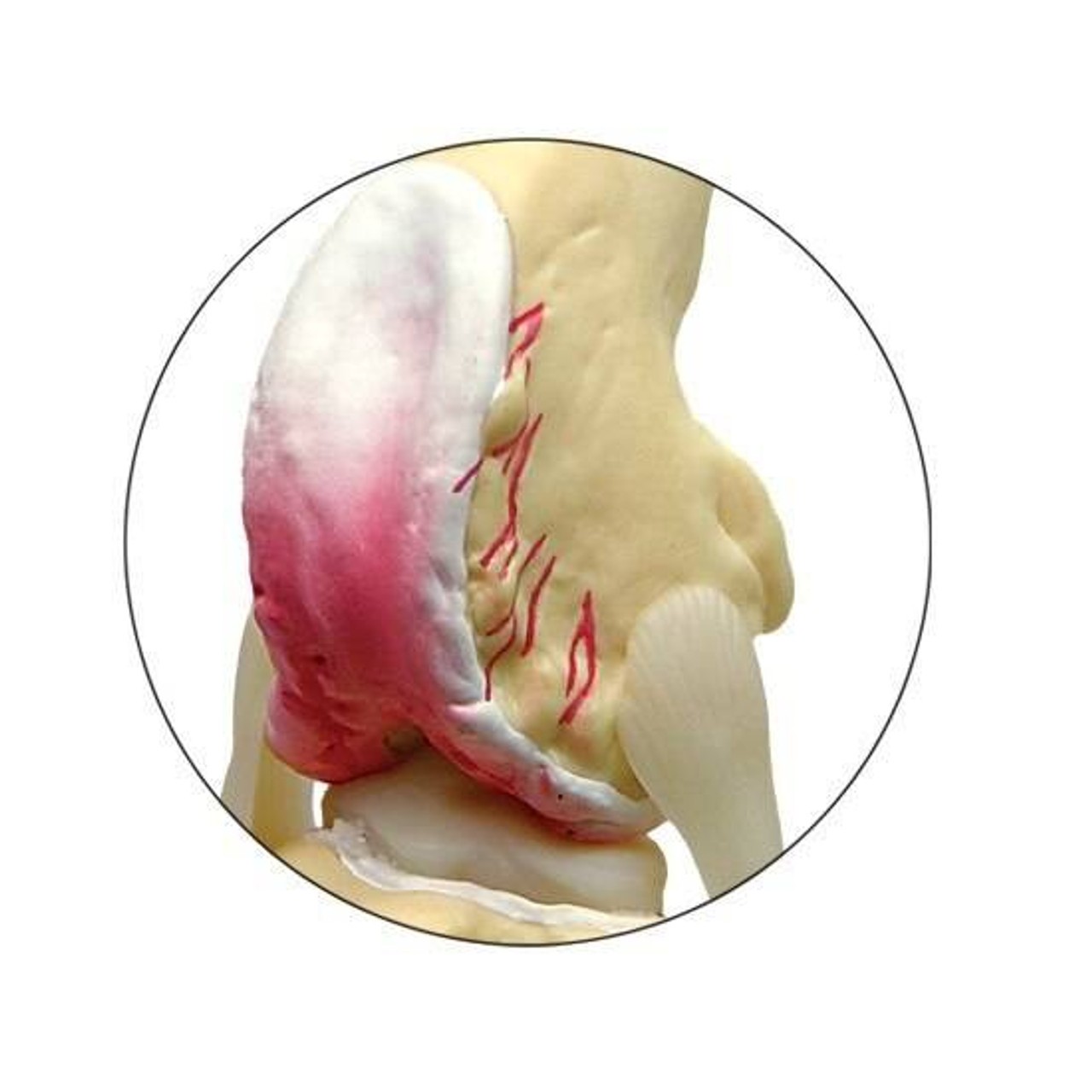 Canine 4-Stage Knee Anatomy Model