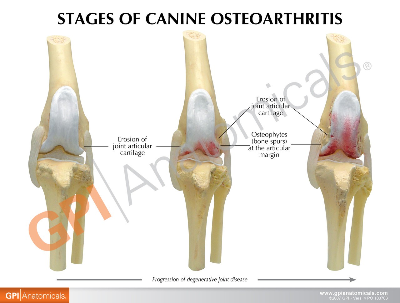 Canine 4-Stage Knee Anatomy Model
