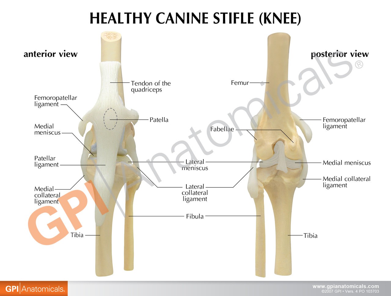 Canine 4-Stage Knee Anatomy Model
