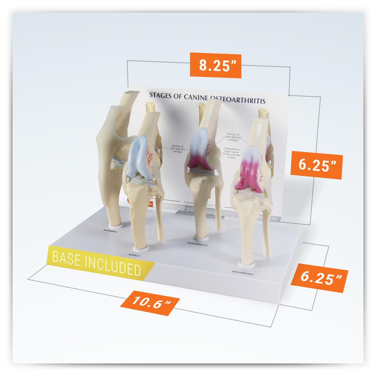 Canine 4-Stage Knee Anatomy Model