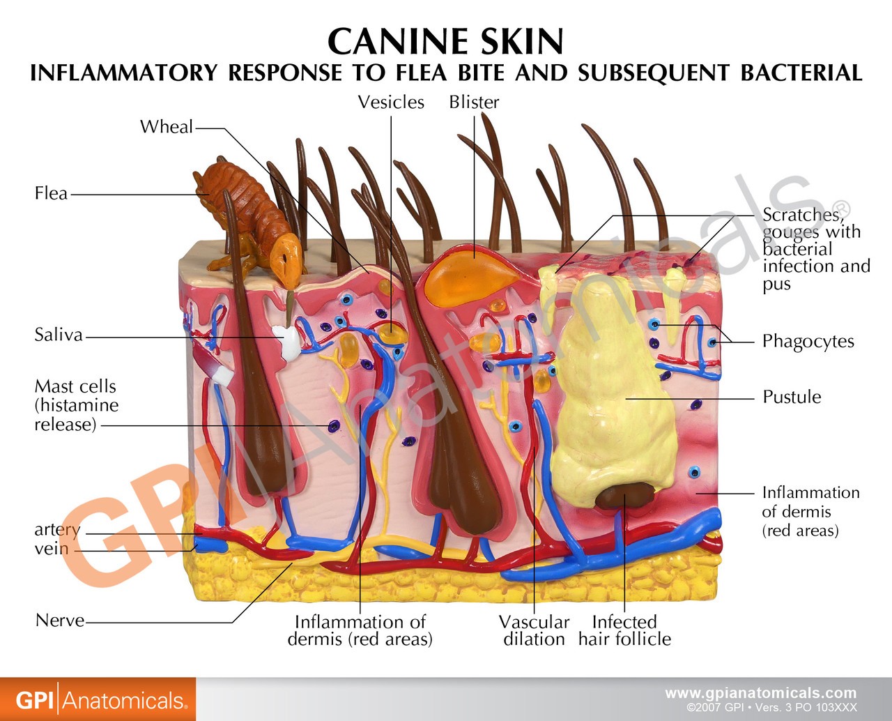 Canine Skin Anatomy Model