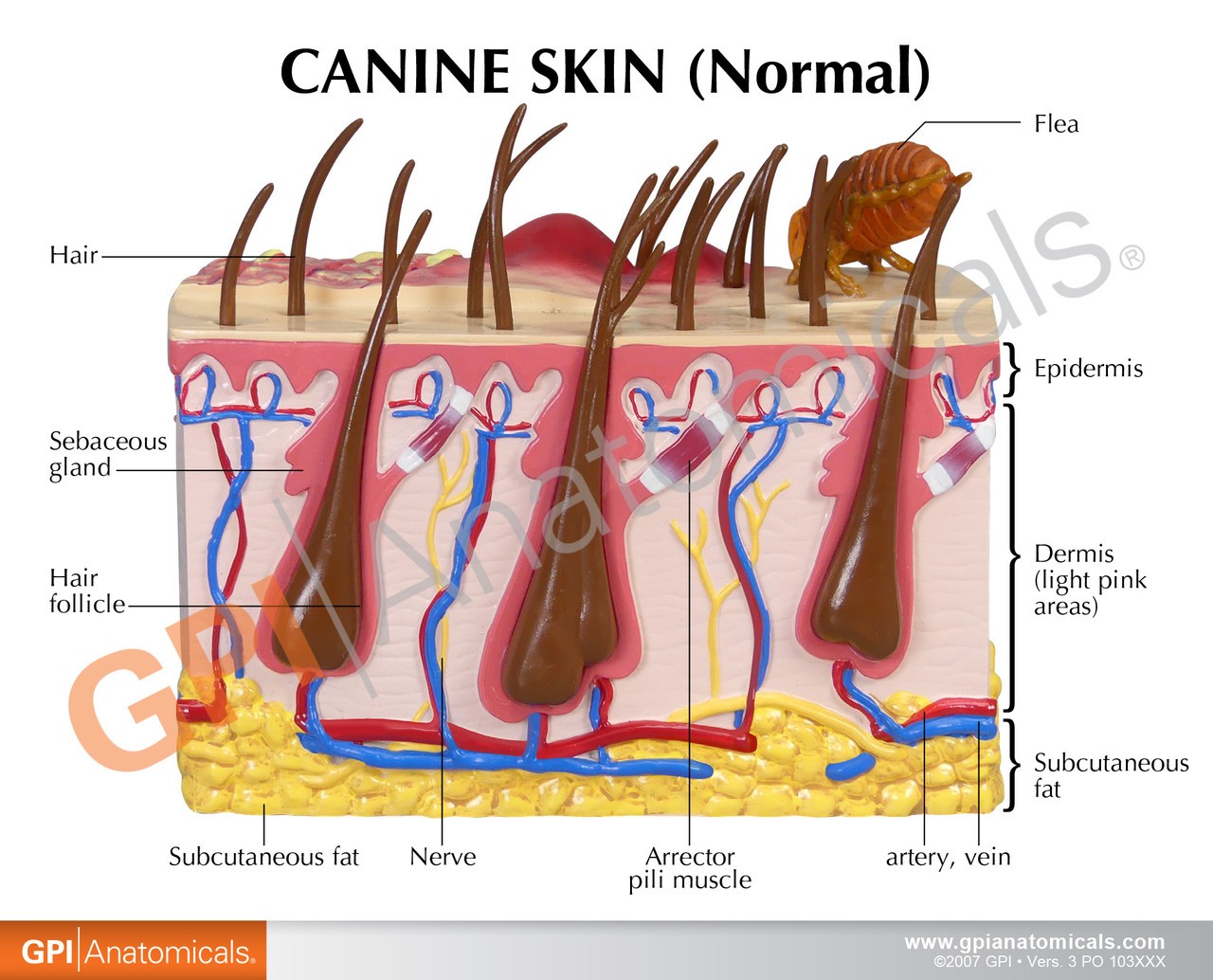 Canine Skin Anatomy Model