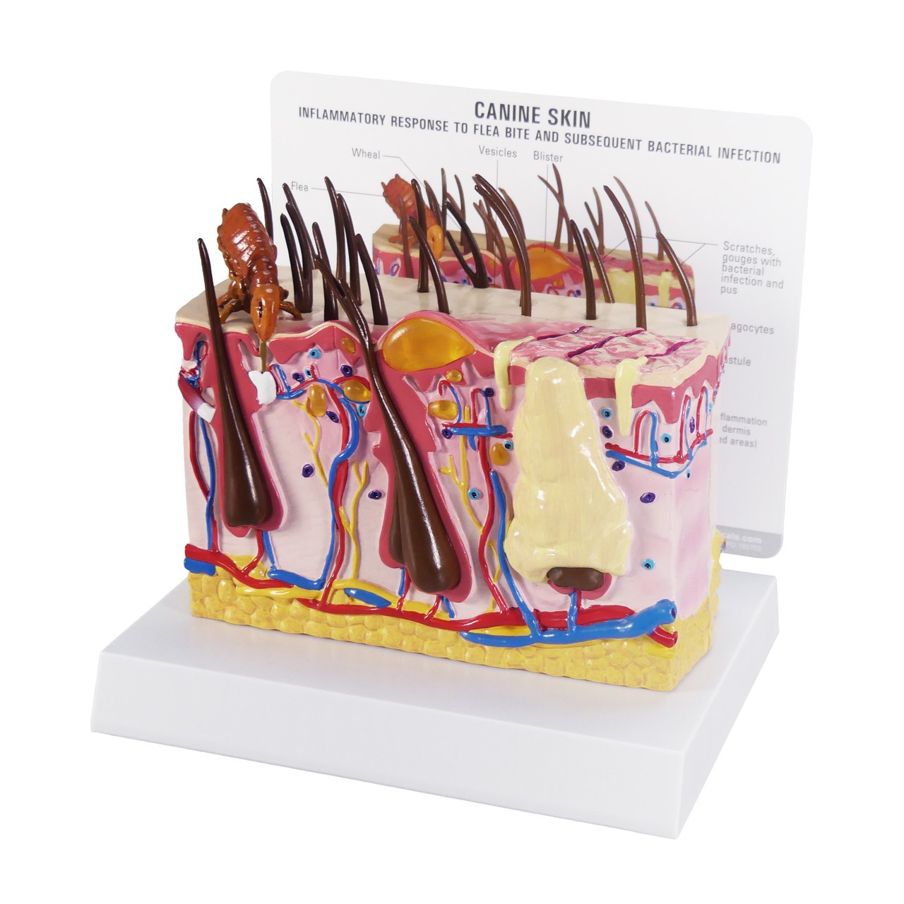 Canine Skin Anatomy Model