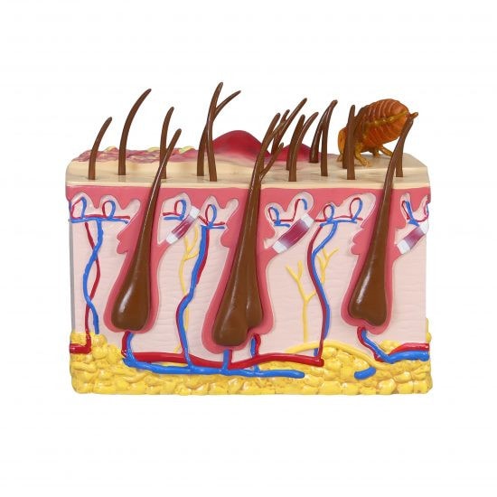 Canine Skin Anatomy Model