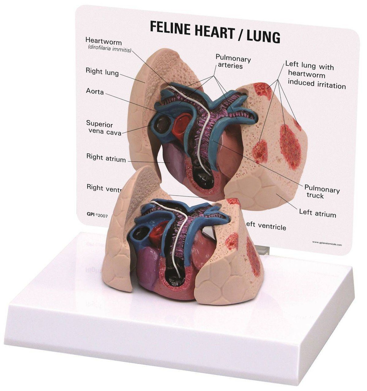 Feline Heart / Lung Anatomy Model