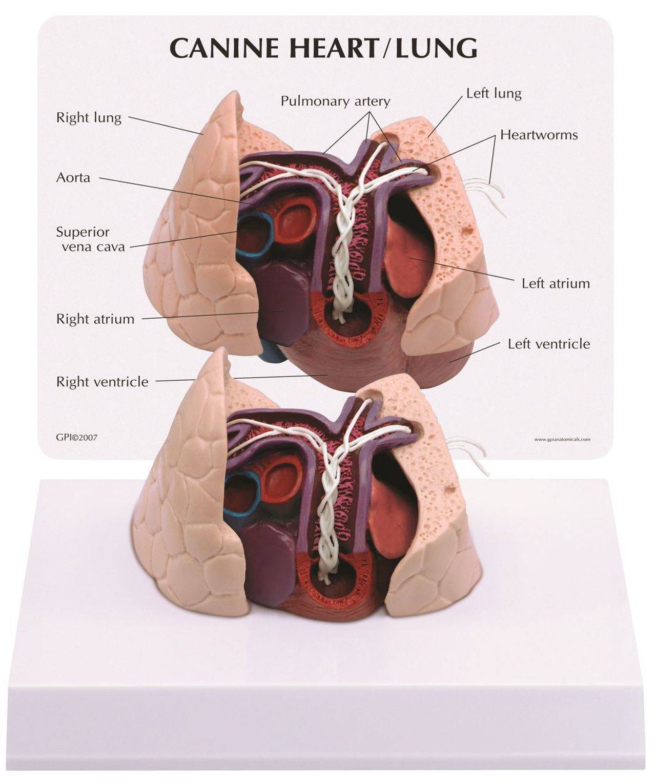 Canine Heart / Lung Anatomy Model