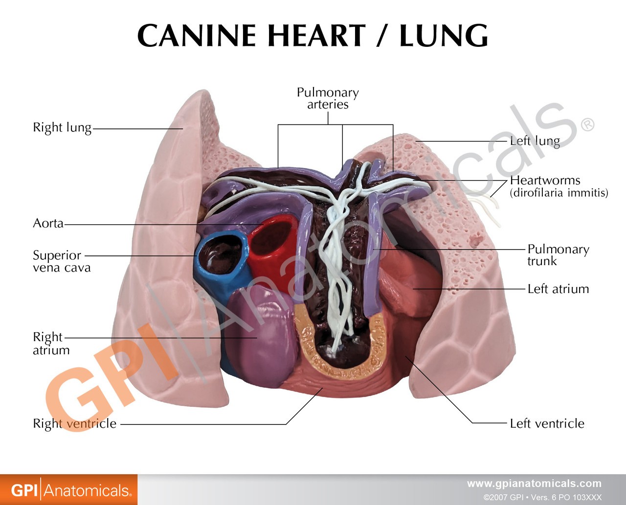 Canine Heart / Lung Anatomy Model