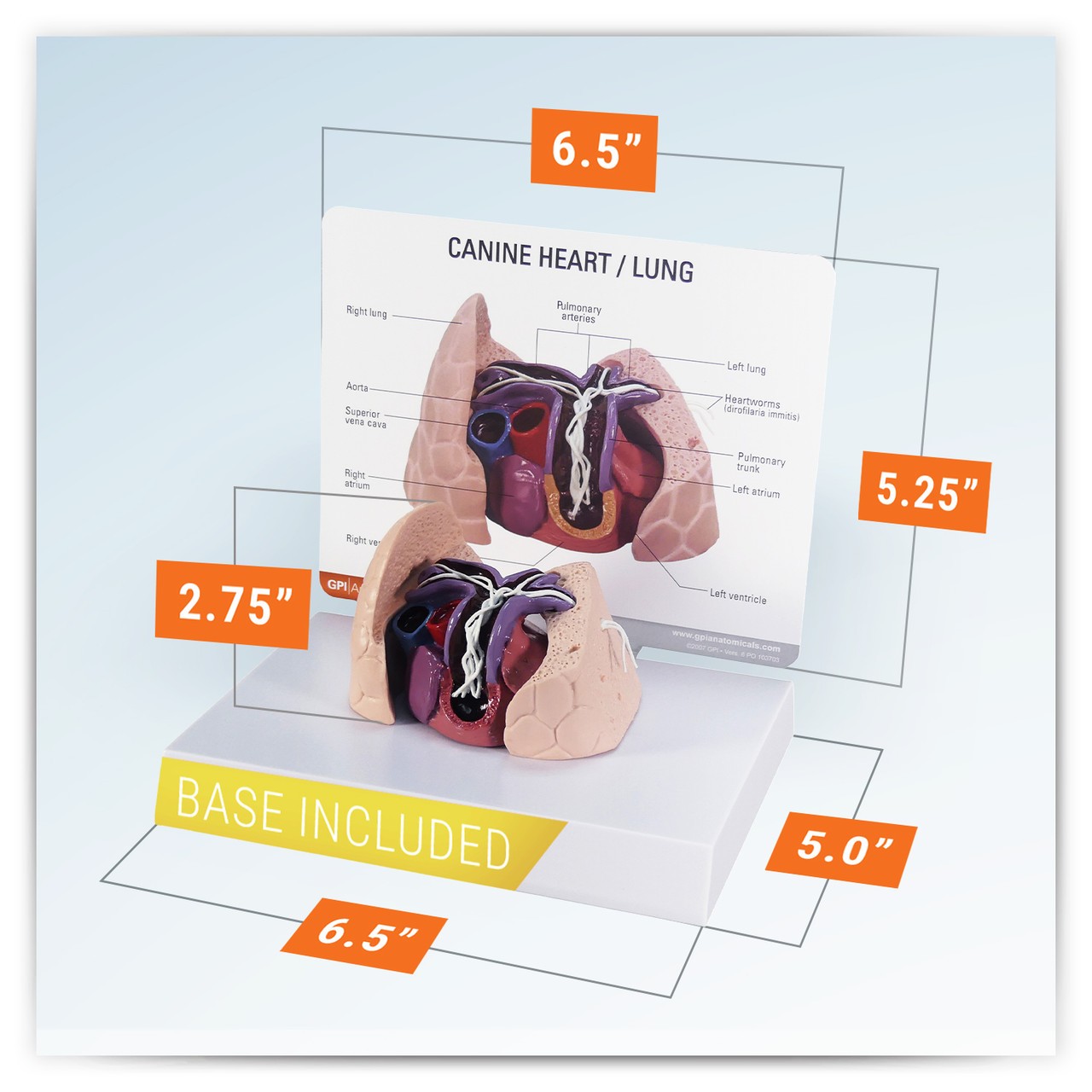 Canine Heart / Lung Anatomy Model