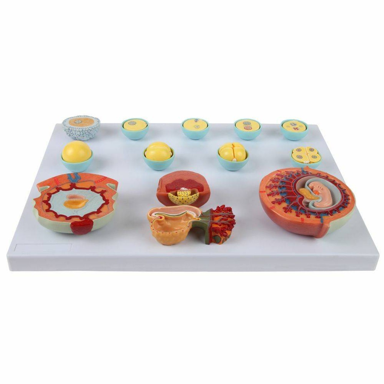 Axis Scientific Embryo Anatomy Model Set
