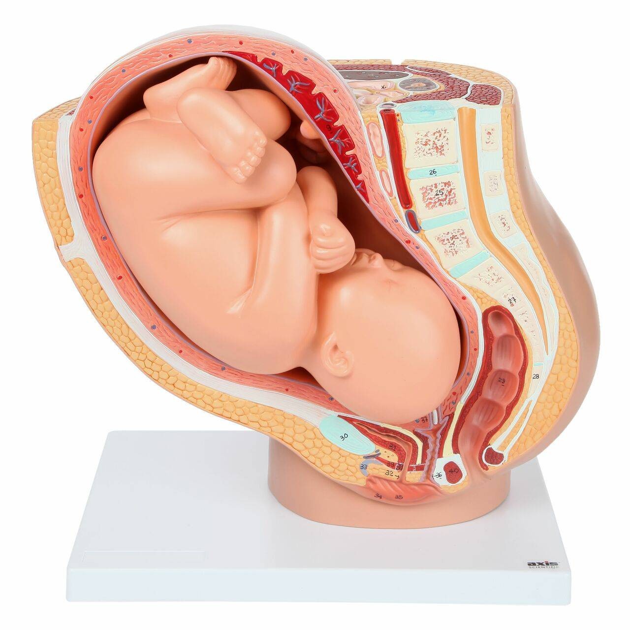 Axis Scientific Pregnancy Anatomy Model Set