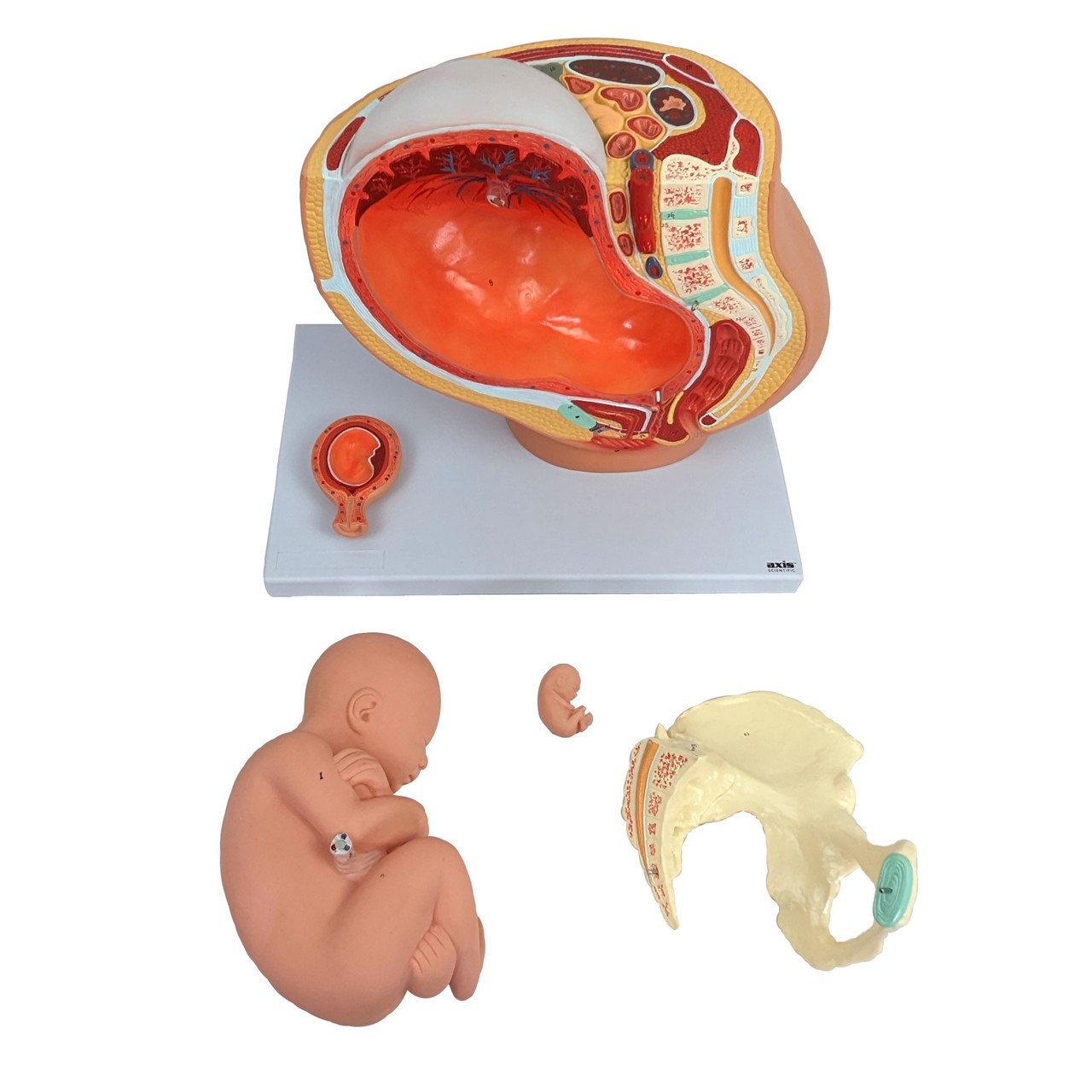 Axis Scientific Pregnancy Anatomy Model Set