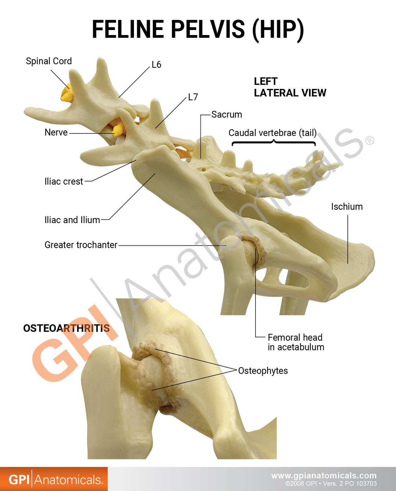 Feline Pelvis Hip Anatomy Model