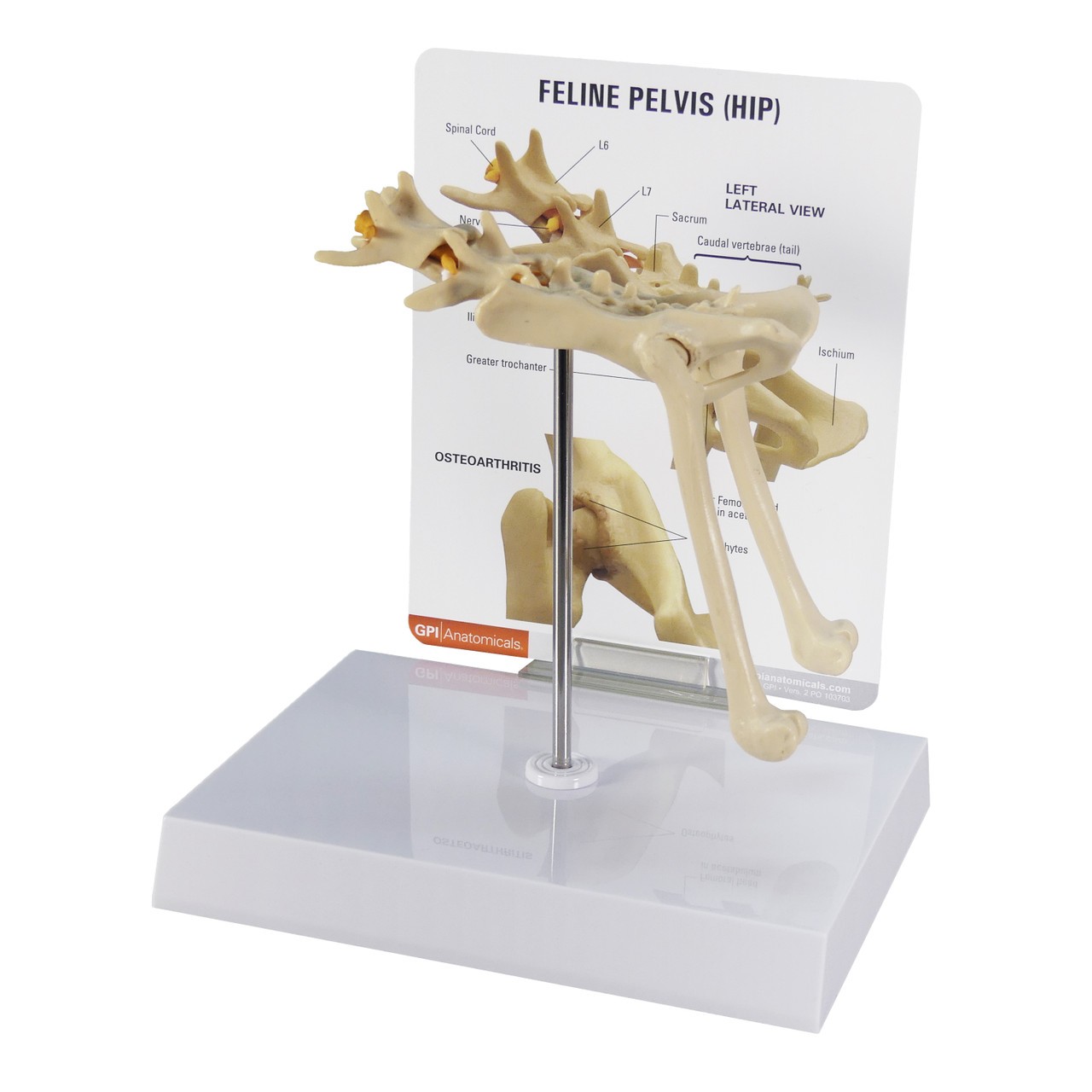 Feline Pelvis Hip Anatomy Model