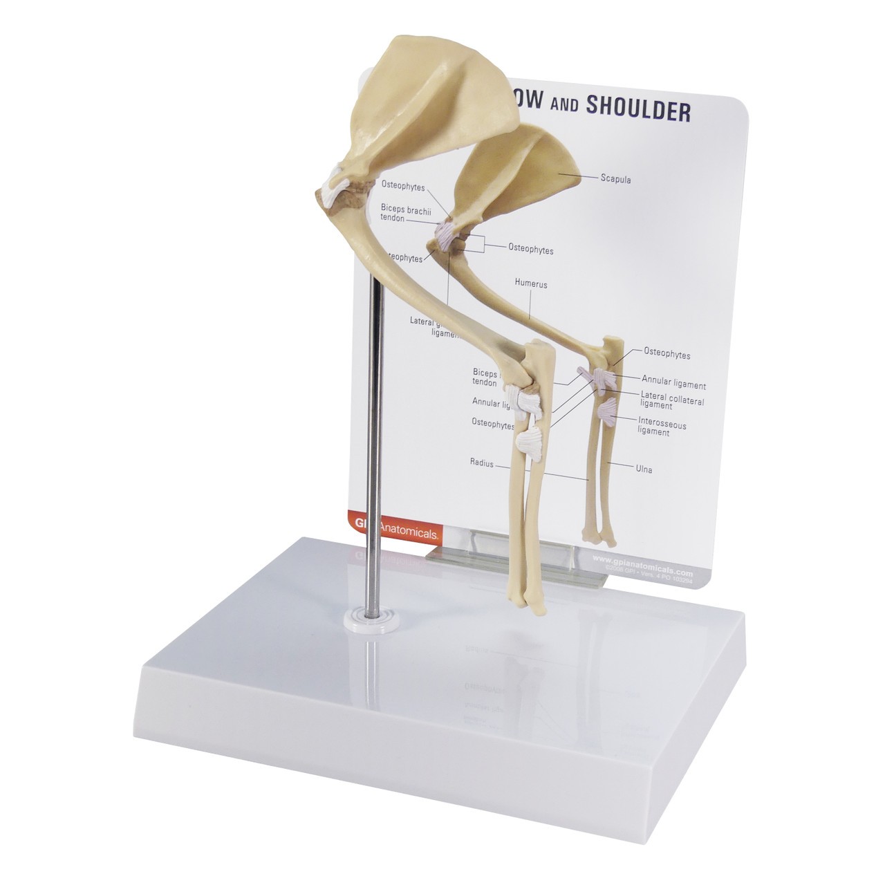 Feline Elbow and Shoulder Anatomy Model