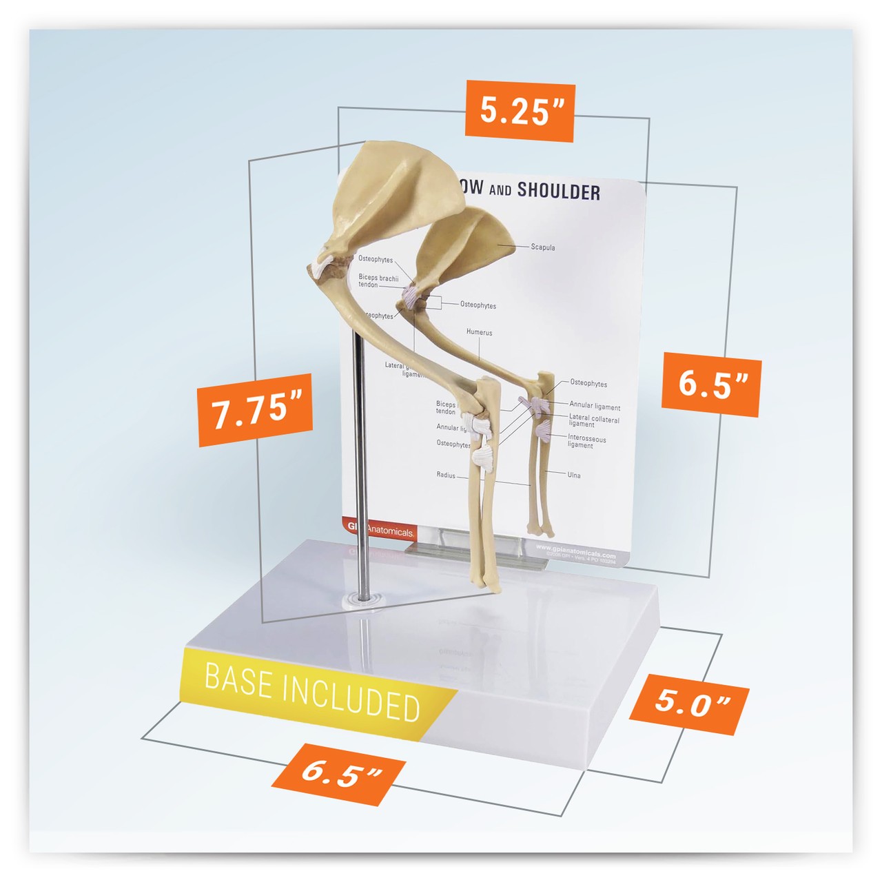 Feline Elbow and Shoulder Anatomy Model
